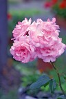 Rosa Rosa