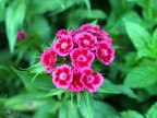 che bei fiorellini fuxia che bei fiorellini fuxia