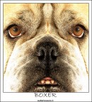 Boxer Boxer