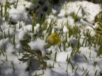 Neve primaverile Neve primaverile
