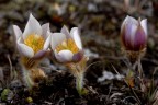 La bella Pulsatilla vernalis.