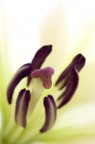 lilium lilium