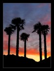 palme al tramonto palme al tramonto