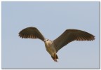 nitticora in volo nitticora in volo