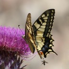 farfalla con... amichetto farfalla con... amichetto