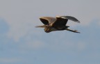 airone rosso airone rosso
