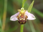 orchidea2 orchidea2