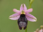 orchidea3 orchidea3