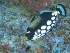 pesce balestra pesce balestra