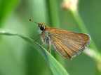 Thymelicus acteon Thymelicus acteon