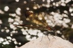metalic dragonfly
