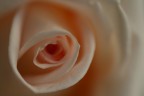 morbida rosa... morbida rosa...