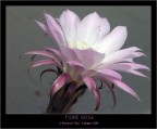 Fiore Fiore