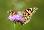 Vanessa Vanessa