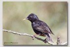 Sturnus Sturnus