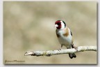 Carduelis Terzo