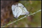 Butterflies in love Butterflies in love