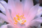 Delicate Delicate