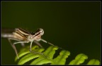 Libellula: ritratto Libellula: ritratto
