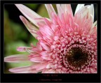 Fiore (Macro)! Fiore (Macro)!