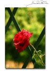 Solo una Rosa... Solo una Rosa...