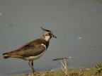 Pavoncella_a_Torrile Pavoncella_a_Torrile
