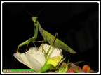 Amantide Religiosa Amantide Religiosa