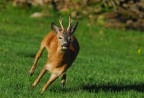 capriolo in corsa capriolo in corsa