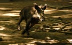 cinghiale in panning cinghiale in panning