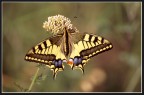 papilio_2 papilio_2