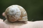 chicciola chicciola