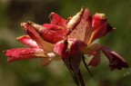 Rosa Rosa