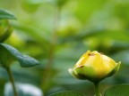 Culla dorata Culla dorata