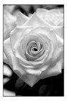 Una Rosa Una Rosa