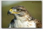 Rapace Rapace