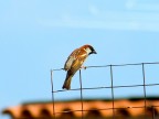Il passero solitario Il passero solitario