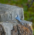 Principe Azzurro in cerca di sposa.