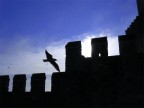 VOLO LIBERO VOLO LIBERO