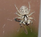 Il Ragno e la Zanzara Il Ragno e la Zanzara