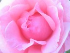 Rosa Rosa
