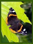 Vanessa atalanta Vanessa atalanta