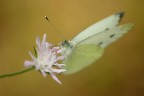 Farfallina Farfallina Farfallina Farfallina