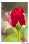 Rosa Rosa