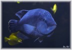 Pesce Napoleone Pesce Napoleone