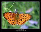 Brenthis daphne (farfalla)! Brenthis daphne (farfalla)!