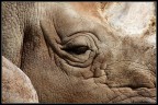 Rino Rino