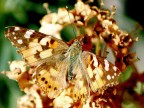 Old Butterfly 1 Old Butterfly 1