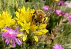 merenda al sole merenda al sole