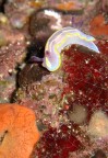 Nudibranco