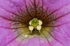 l'occhio del fiore l'occhio del fiore